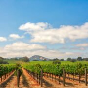 Vineyard in Sonoma County, California